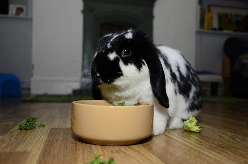 a black and white rabbit eating bell pepper in a bowl