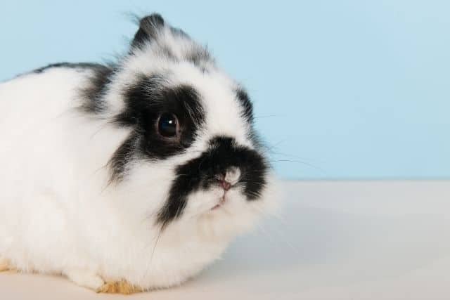 A white and brown rabbit alone without anyone to take care of it.