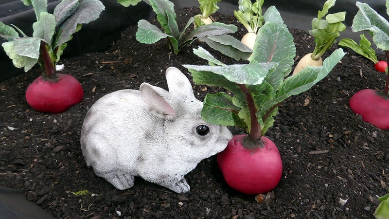 small white rabbit about to eat raddish tops