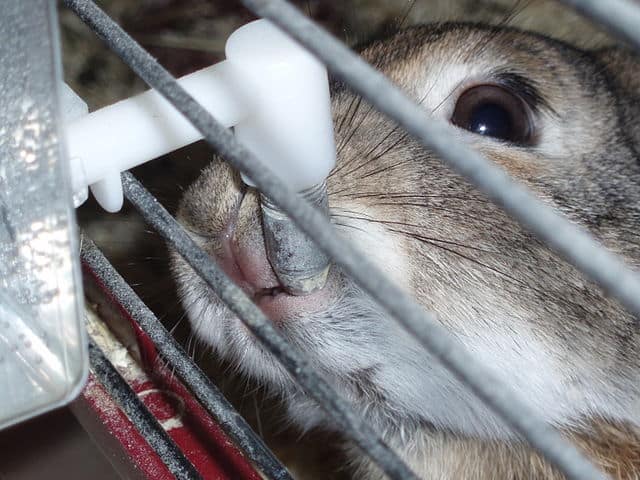 A rabbit drinking a water thru a nipple drinker