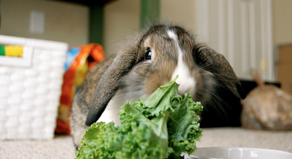 A black and white holland lop rabbit eating kale.