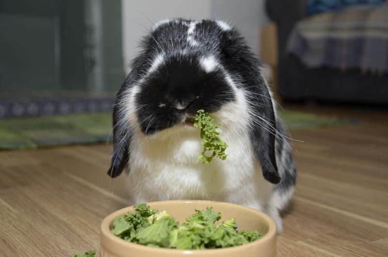 A black rabbit eating kale. Can rabbits eat kale