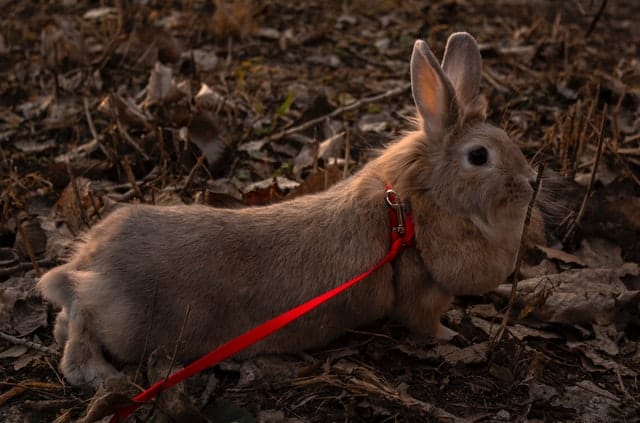 A brown new zealand rabbit wearing a red harness with a leash.