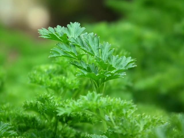 A closed up shot of parsley leaves planted in the ground.