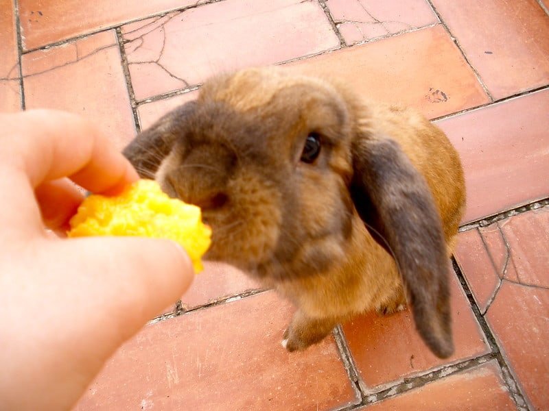 A holland lop rabbit standing on its hind legs being given peaches by its owner. can rabbits eat peaches