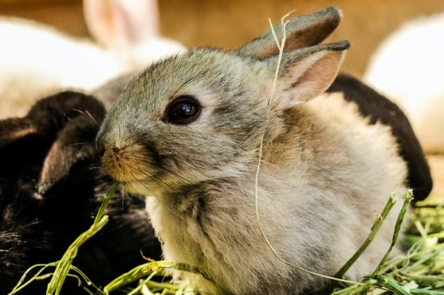 A photo of a young newborn rabbit.