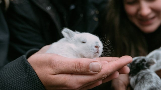 A person holding a newborn white rabbit