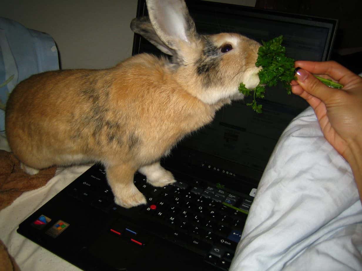 A rabbit owner holding a parsley feeding it to its rabbit. Can rabbits eat parsley