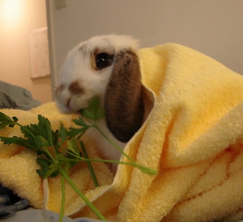 A young white holland lop rabbit eating a parsley.