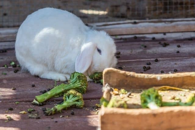 A white rabbit eating a lot of broccoli which is high in starch and should only be given sparingly to rabbits.