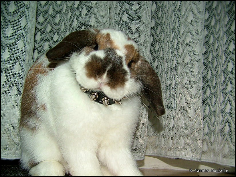 White holland lop rabbit wearing a collar around its neck