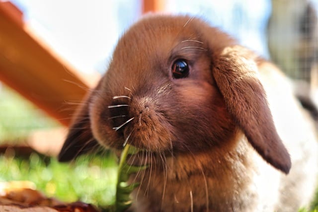 a brown holland lop rabbit eating bell pepper