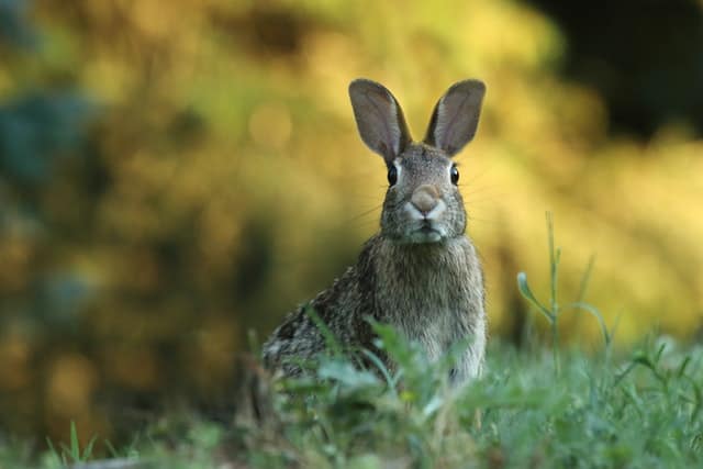 a brown wild rabbit looking for radish in the wild