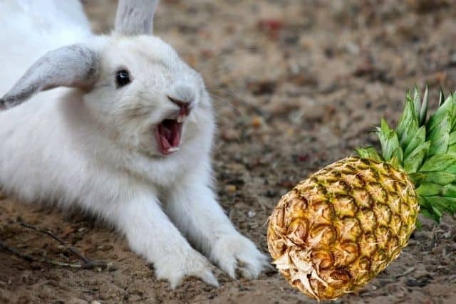 White newzealand rabbit about to eat a pineapple laying in the ground.