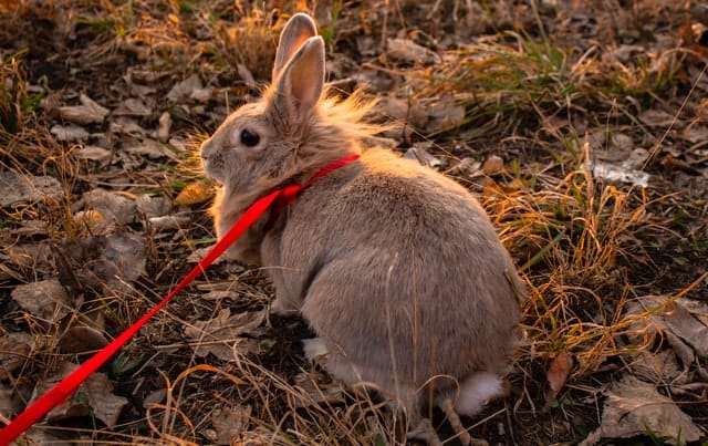 Brown holland lop rabbit wearing a red collar with a leash.