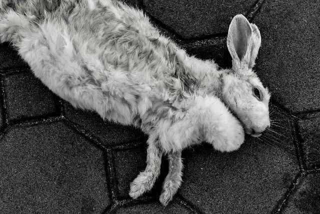 A dead rabbit found on the road.