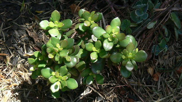 Jade plant that is planted in soil.