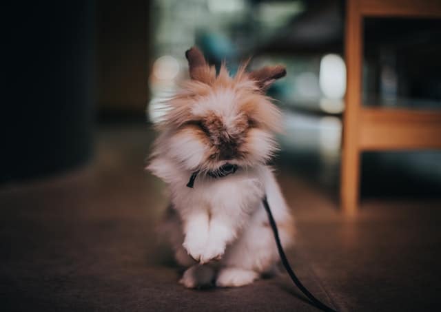 A brown mini lop rabbit wearing a black collar with a leash attached to it.