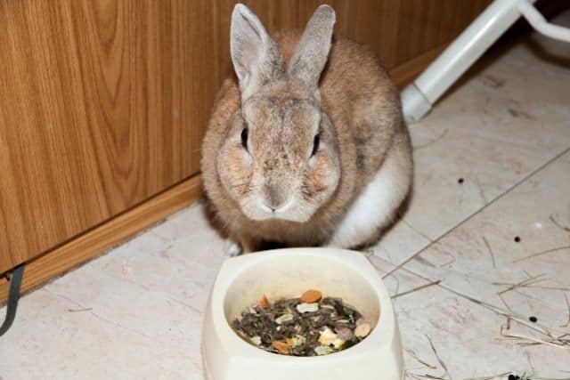 A brown new zealand rabbit not eating the pellets in its bowl.