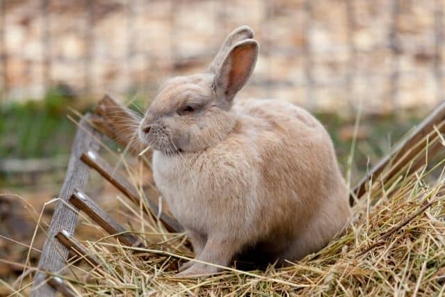 A brown new zealand rabbit standing on a lot of hay eating it.