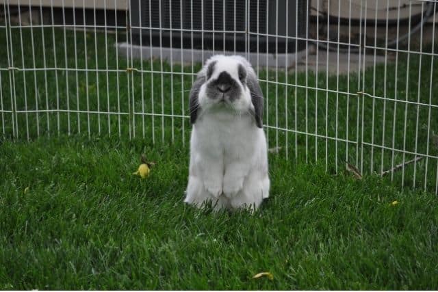 A sad-looking rabbit worried that its been abandoned by its owner.