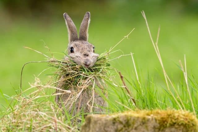 A rabbit eating a large amount of hay in its mouth. 