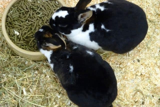 Two black and white rabbits are eating large amounts of pellets in the same bowl. This amount of pellets should never be fed to rabbits.