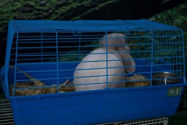 A rabbit inside a small cage left alone. 