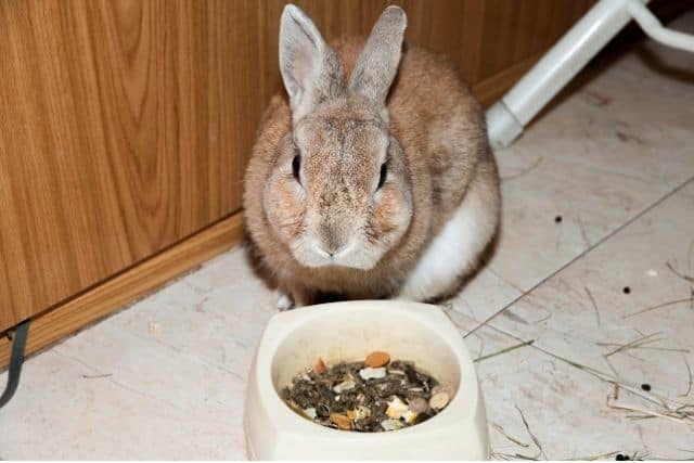 A brown and white slightly overweight rabbit eating a lot of pellet in a bowl.