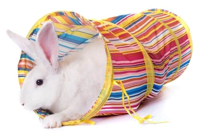 A white rabbit playing inside a burrow toy. 