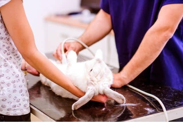 A white rabbit in a veterinarian's office being ultrasound for the possible cause of poopy buttom.