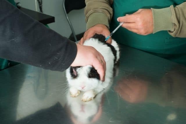 A sick white rabbit in a veterinary office getting anti-biotics for poopy buttom.