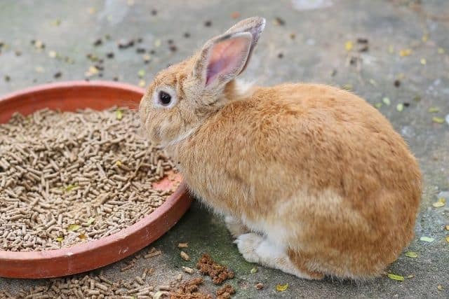 Rabbit Not Eating Pellets But Eating Hay? 5 reasons(with proven solution)