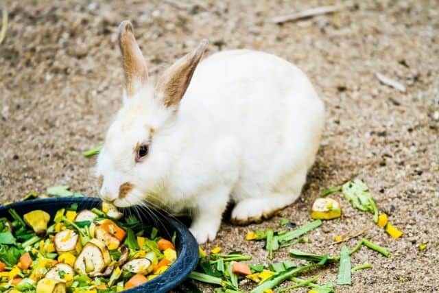 A white rabbit eating a variety of vegetables that is safe for rabbits like spinach, bok choy, brussels sprouts, etc..