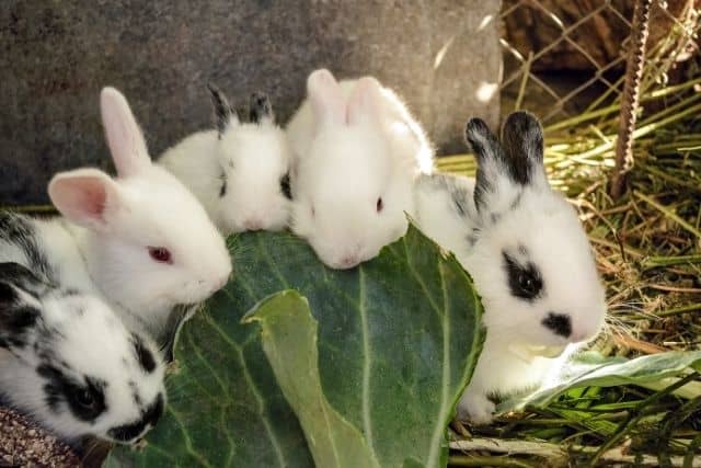 Five young rabbits eating a spinach which is safe for rabbits