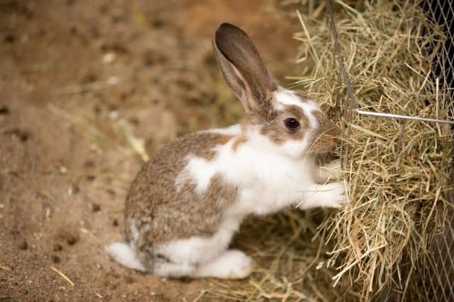 A brown new zealand rabbit standing on its hind legs eating in a hay rack.