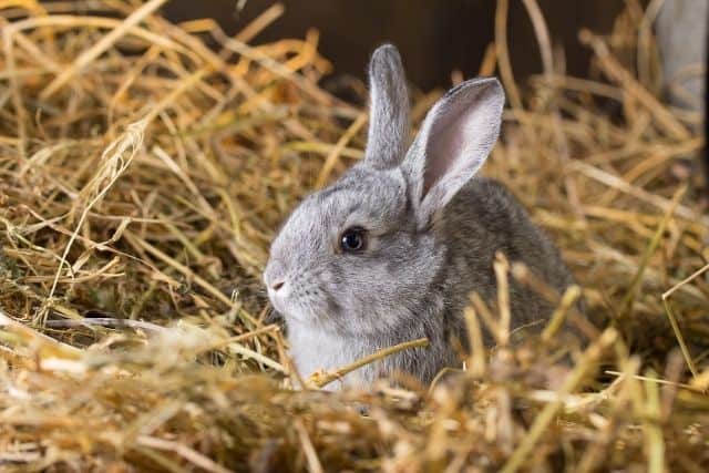 A grey new zealand rabbit standing on a lot of hay resting.