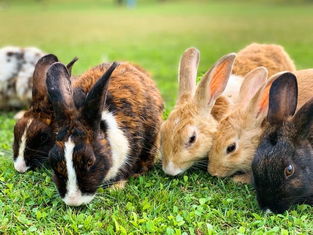 A bunch of rabbits eating papaya.