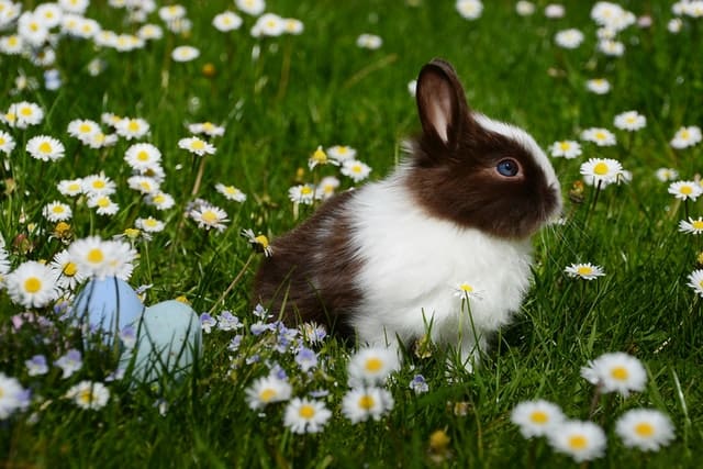 A rabbit in a cherry field