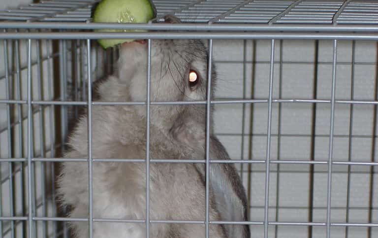 A rabbit white rabbit standing on its hind legs eating cucumbers inside a cage.