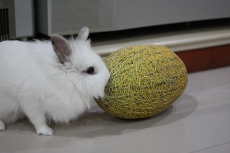 A white lionhead rabbit smelling canteloup about to eat it
