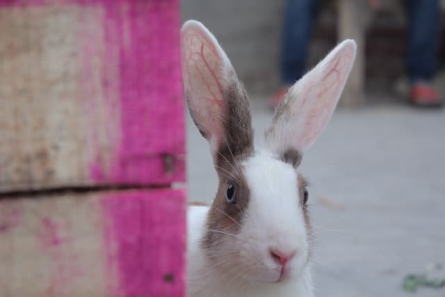 A white new zealand rabbit looking directly at the camera.