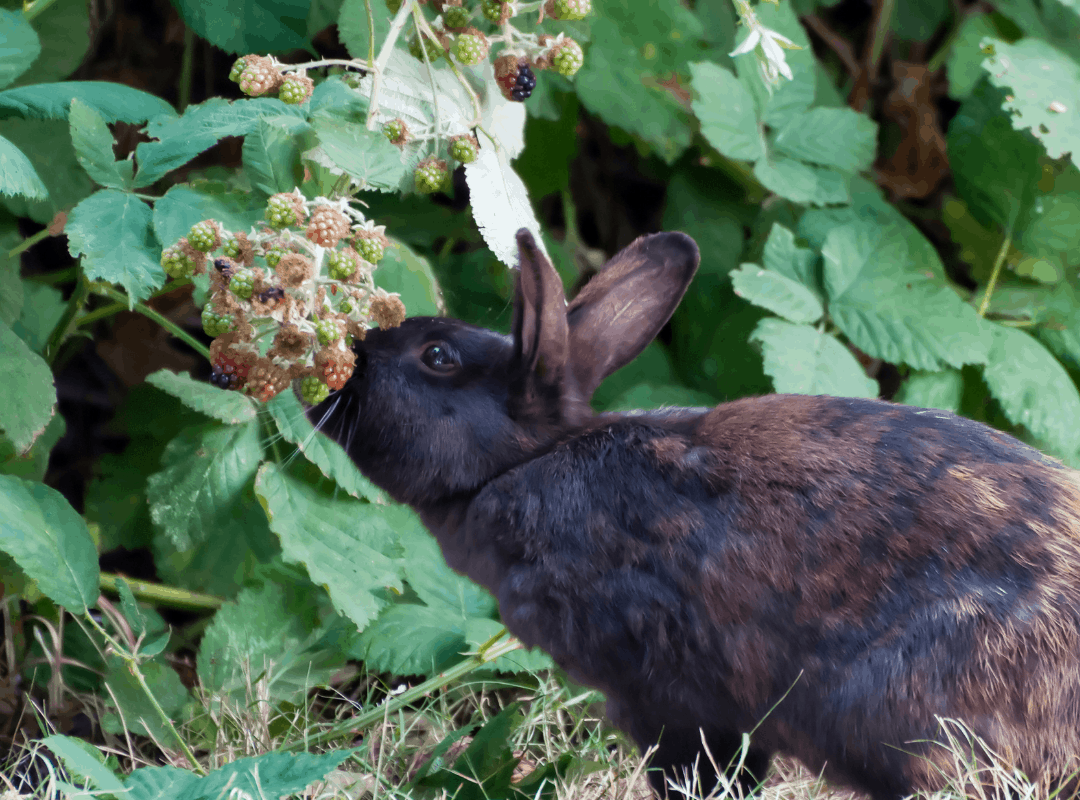 A wild rabbit eating blackberries. Can rabbits eat blackberries