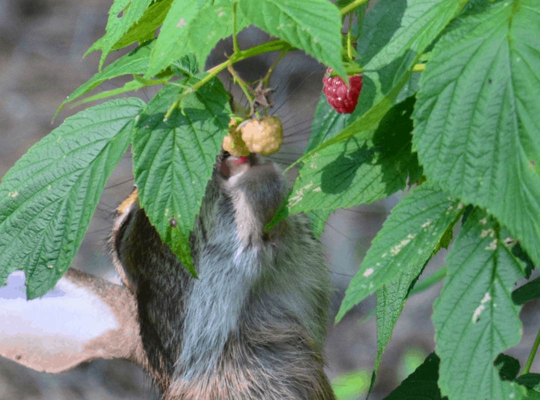 A wild rabbit eating raspberries. Can rabbits eat raspberries