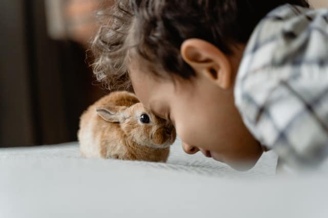 A young boy playing with his young brown rabbit.