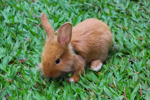 A young brown baby rabbit.