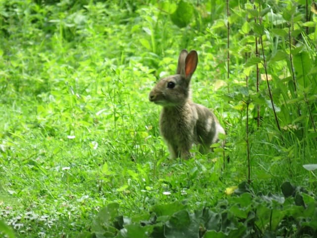 A young wild rabbit standing near a cranberry plant.