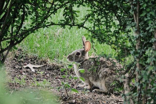 A wild rabbit beside a blueberry plant