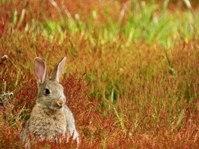 A young brown new zealand rabbit in a field of blackberry plants.