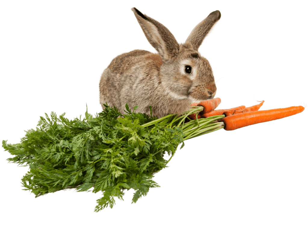 A brown new zealand rabbit eating a bunch of carrots